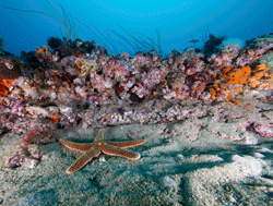 seastar on ocean floor