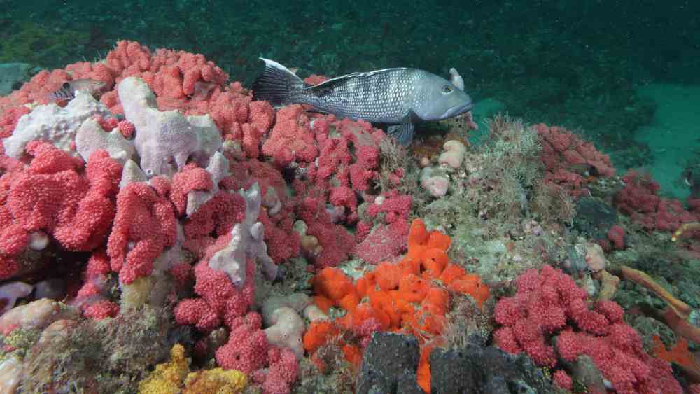 A black fish swimming on top of a colorful ocean floor with shades of pink, orange, and green marine life.