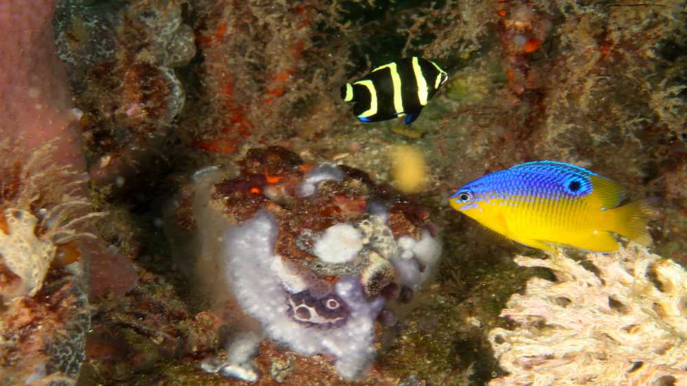 Two brightly-colored fish swim near sponges and algae on an ocean reef.