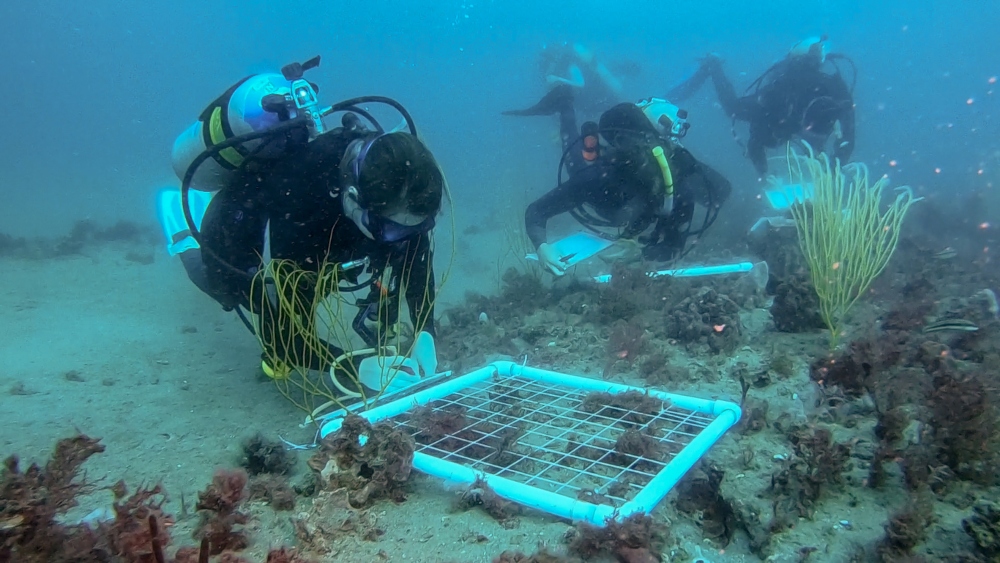 A team of scuba divers lay white PVC squares on the seafloor and count the marine life within the square.