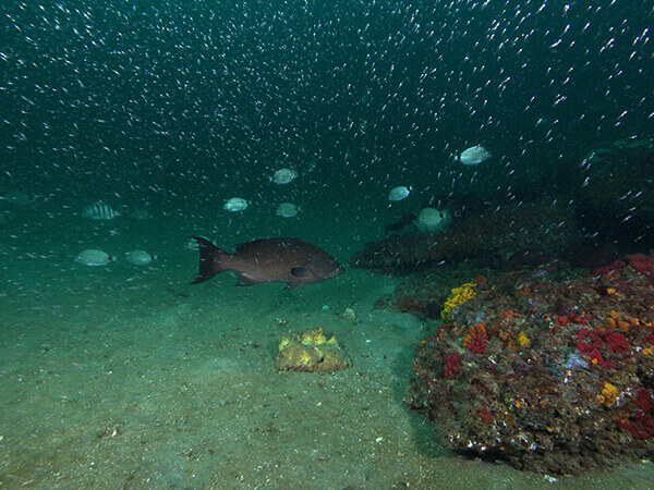  A dozen fish swim near rocky ledges of an underwater reef.