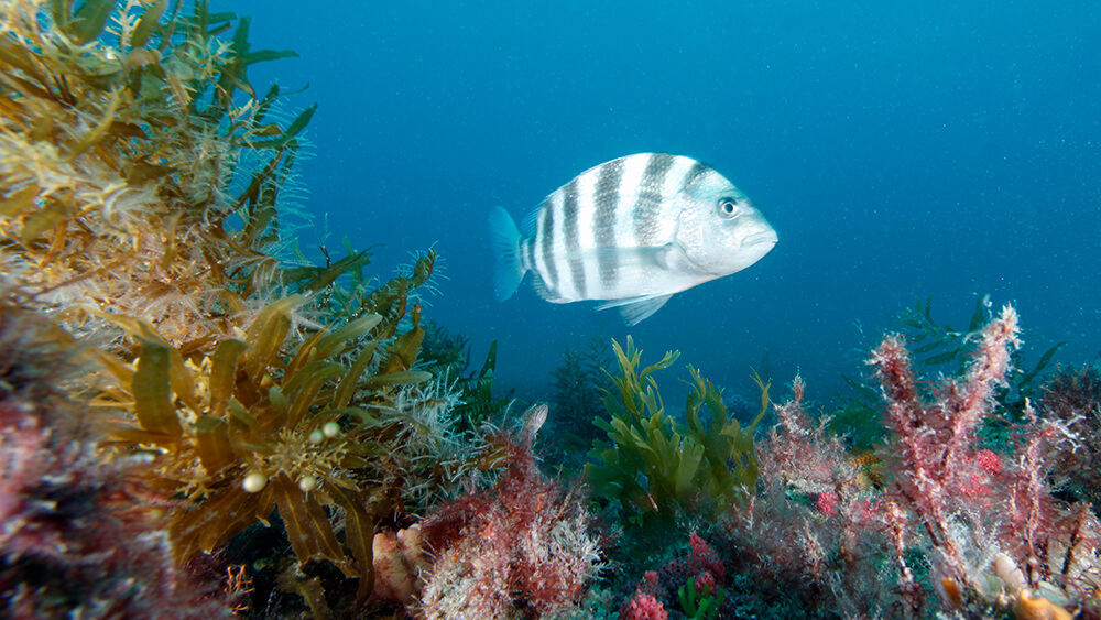 A black and white striped fish swims over green algae at a reef.