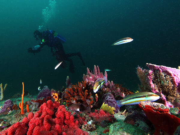 A number of fish and marine life swim on a reef while a diver swims in the background waters