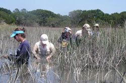 Exploring the marshes on Sapelo Island