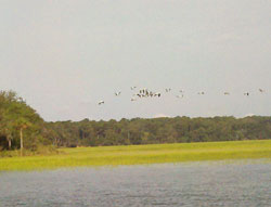 A large flock of endangered Woodstorks herald our return to port