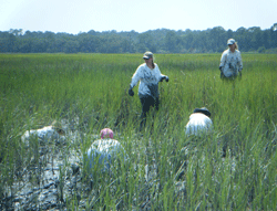Exploring the marsh on Sapelo Island