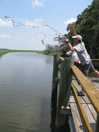 Cast net throws from a dock at Sapelo Island NERR..