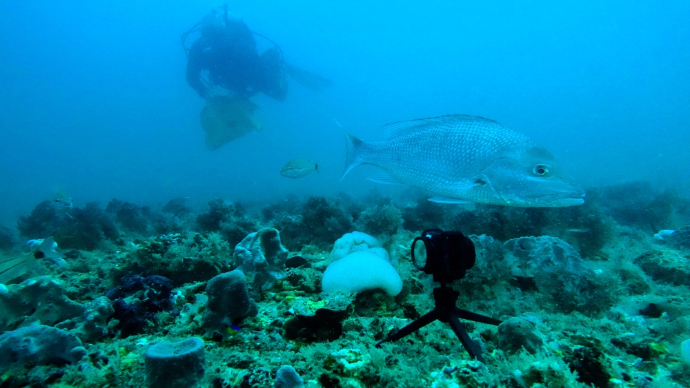 A scene of an underwater reef with a black camera on a tripod with a silver fish swimming past and a scuba diver looking on in the background.