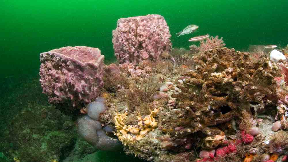 Two sponges on the edge of an underwater reef ledge.
