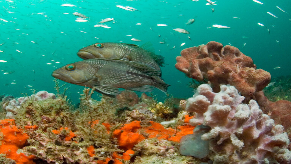 A pair of fish swim near the seafloor next to sponges and other invertebrates.