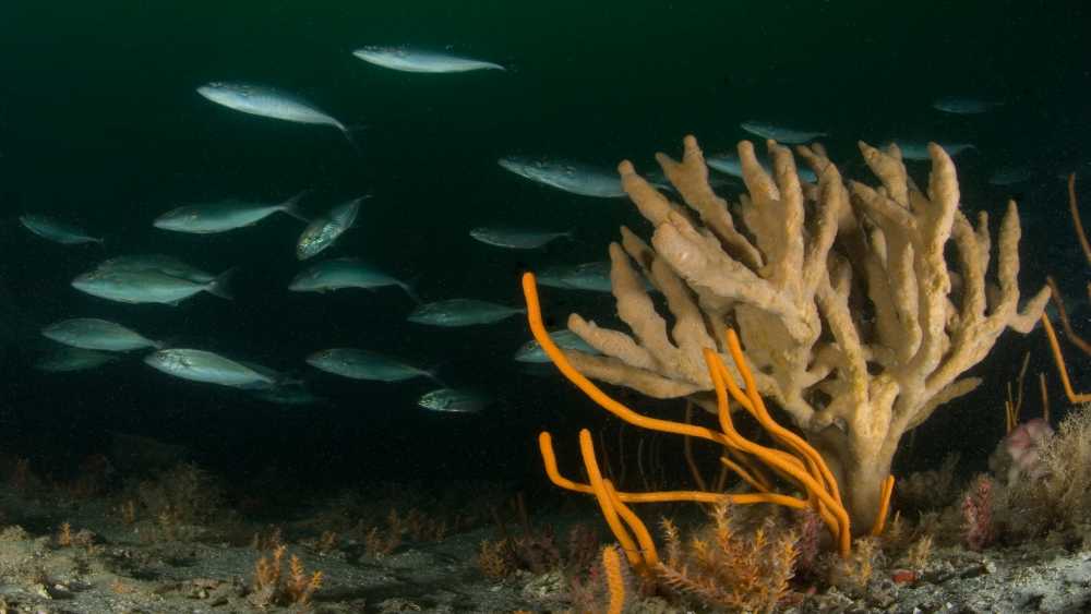 A school of fish swim past an orange branching sponge underwater.