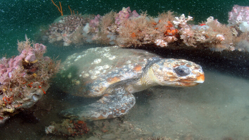 A sea turtle tucked under a rocky ledge.