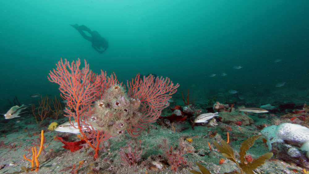 An underwater landscape with an orange soft coral in the foreground and the silhouette of a scuba diver in the background.