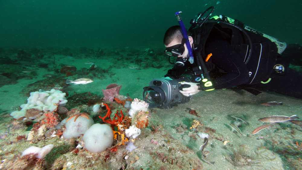 A scuba diver holds an underwater video camera next to a sponge.