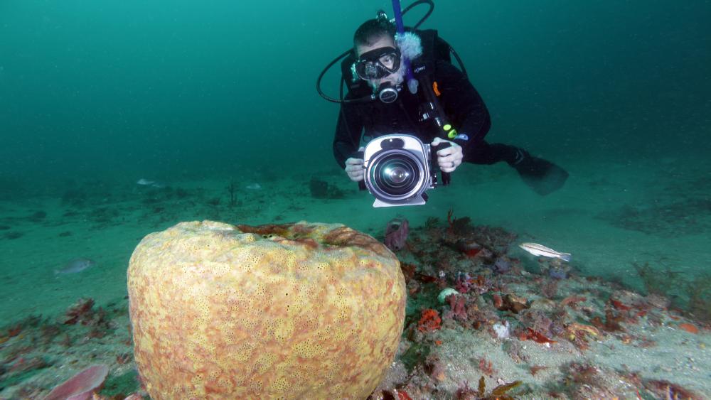 A scuba diver holds an underwater video camera next to a yellow sponge.
