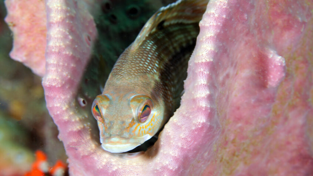 A brown fish shows its head between the walls of a pink sponge.