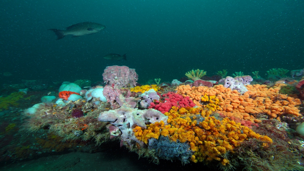 A fish swims over a colorful seafloor habitat.