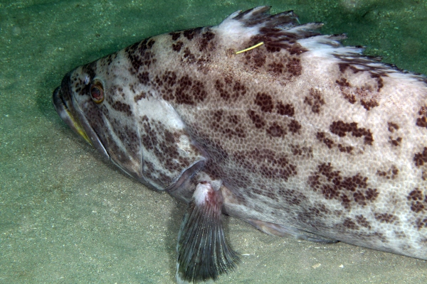 A spotted fish with a small, yellow stick in its top fin.