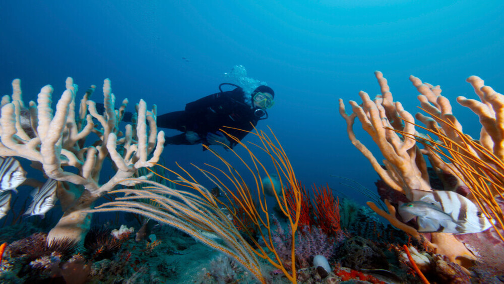 A scuba diver swims between two branching sponges.