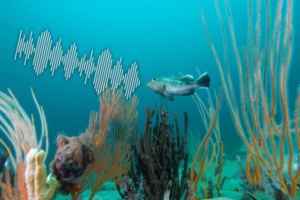 graphic of a fish and soundwaves