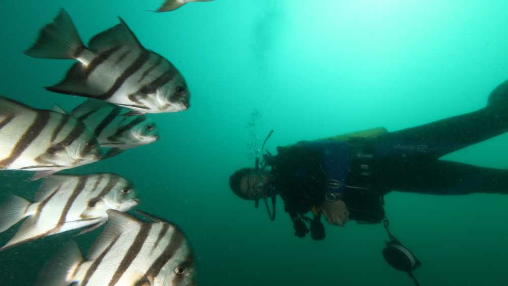 A scuba diver surrounded by black and white striped fish.