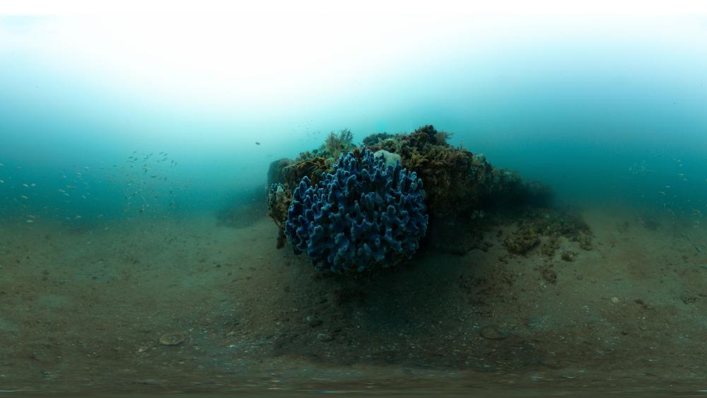 A 360-degree photo of a live-bottom ledge with a blue sponge growing on the corner.