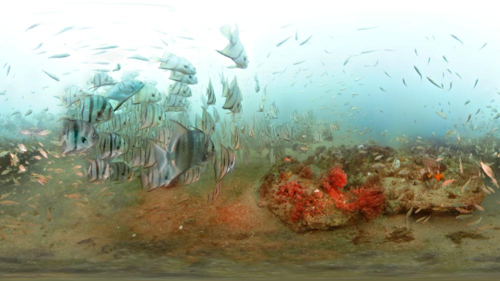 A 360-degree photo of a school of silver fish with a black stripe swim through a live-bottom reef habitat.