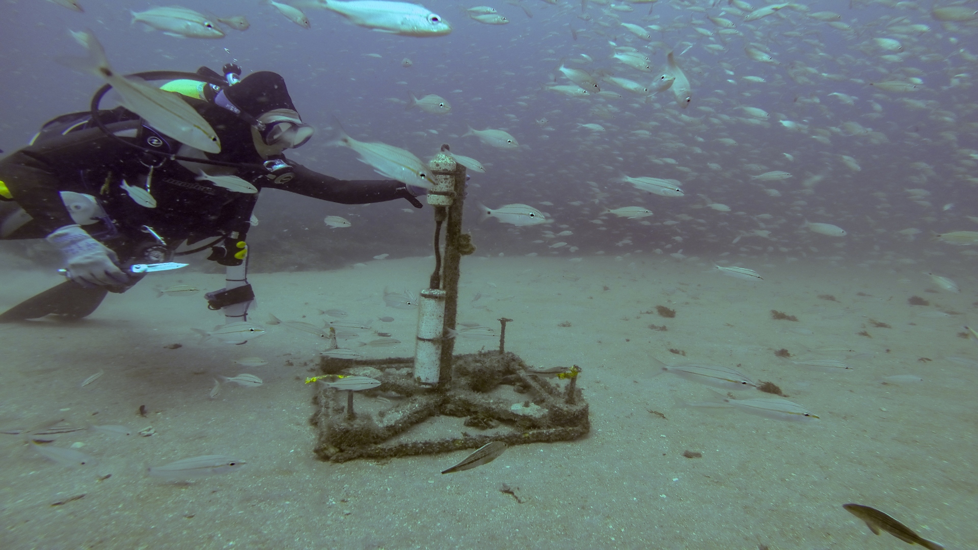 A scuba diver reaches and touches a scientific instrument while diving on a sandy seafloor.