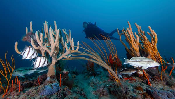 A Diver in deep blue water swims over a reef with many gold, orange, and beige sponges, sandy bottom, Atlantic spadefish and black sea bass.