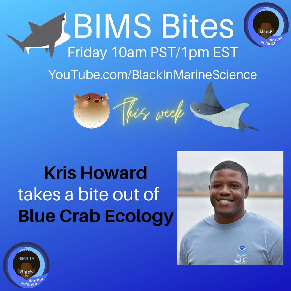 A blue graphic with a person's face with text reading: BIMS Bites Friday 10am PST/1pm EST Youtube.com/BlackInMarineScience. This week. Kris Howard takes a bite out of Blue crab ecology.