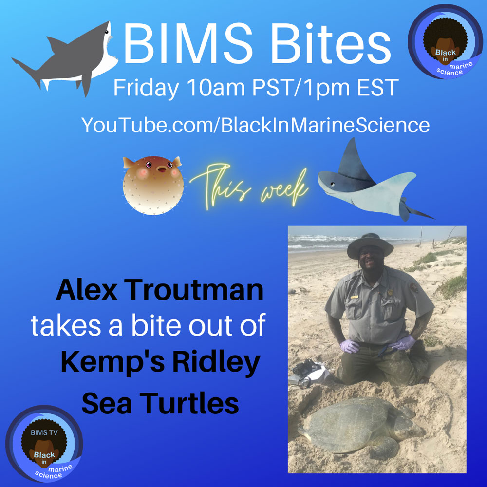 A blue graphic with a person's face with text reading: BIMS Bites Friday 10am PST/1pm EST Youtube.com/BlackInMarineScience. This week. Alex Troutman takes a bite out of Kemp's Ridley Sea Turtles
