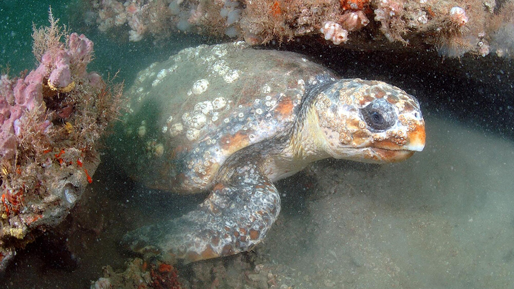 A sea turtle with barnacles on its shell coming out from below a rocky ledge.