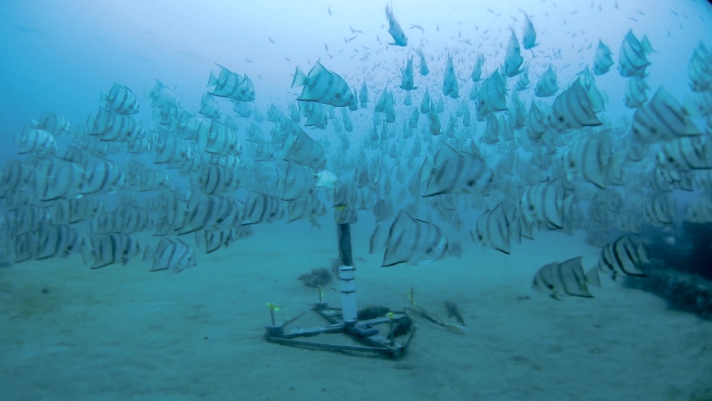 A school of silver and black fish swims next to a metal base resting on the sea floor.