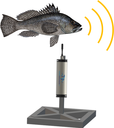 An illustration of a black fish with concentric circles originating from its mouth representing sounds made by the fish. The fish is positioned next to a silver cylindrical instrument.