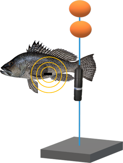 An illustration of a black fish with concentric circles originating from its body representing sounds emitted by the fish's transmitter. The fish is positioned next to a gray cylindrical instrument with orange circles above it.