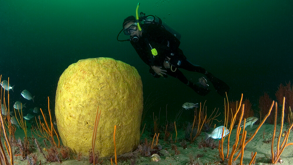 A scuba diver approaches a yellow sponge underwater