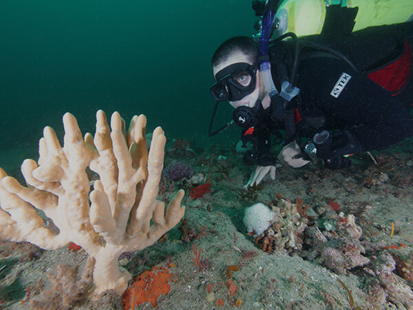 A scuba diver observes a white finger sponge while diving on a reef.