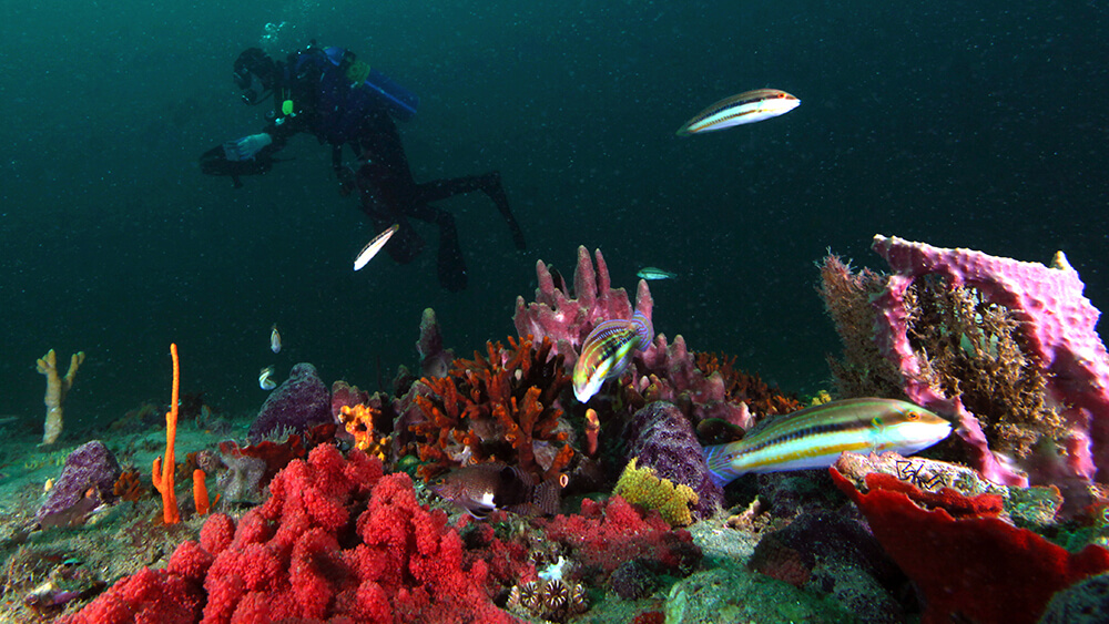 A dozen fish swim near rocky ledges of an underwater reef.