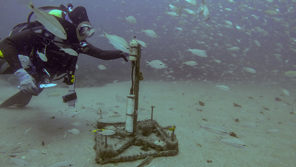 A scuba diver reaches and touches a scientific instrument while diving on a sandy seafloor.