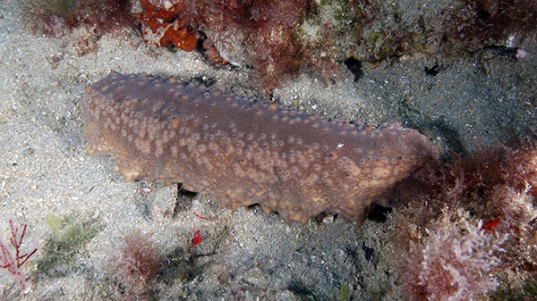 A tube-shaped animal crawls on a sandy seafloor.