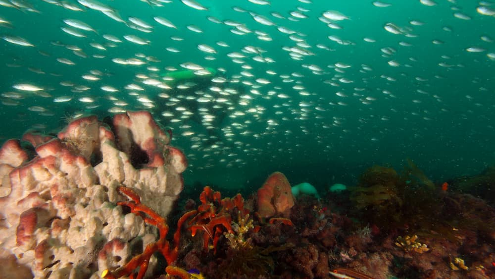 A school of fish swim over a white and red sponge