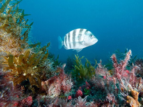A black and white striped fish swims over green algae at a reef.