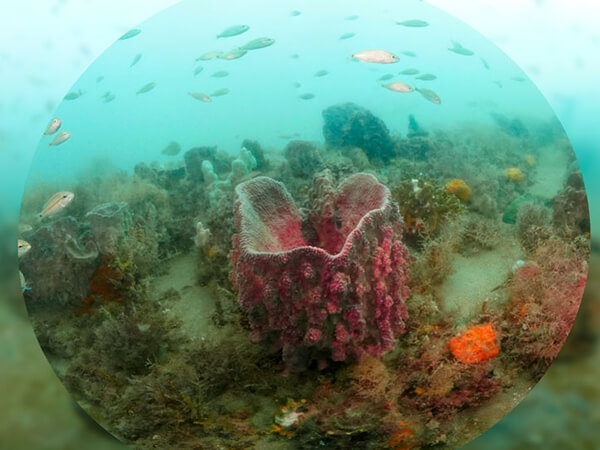 An underwater seascape with fish swimming around a red barrel sponge.