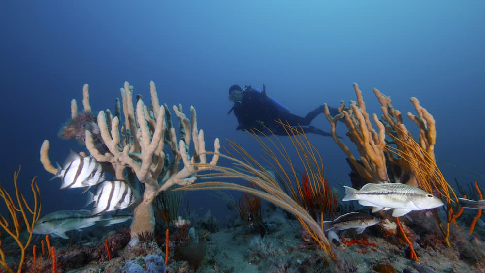 Scuba diver swimming past coral and sponges.