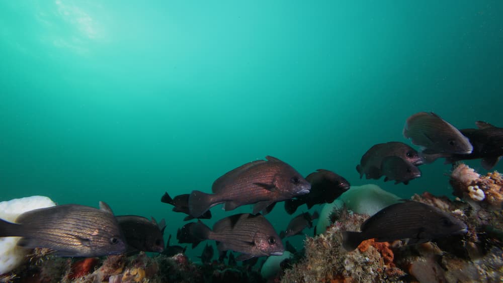 A school of black-colored fish swim near the ocean floor with blue water in the background.