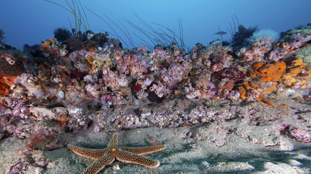 The ledge of a live-bottom reef covered with different invertebrate animals
