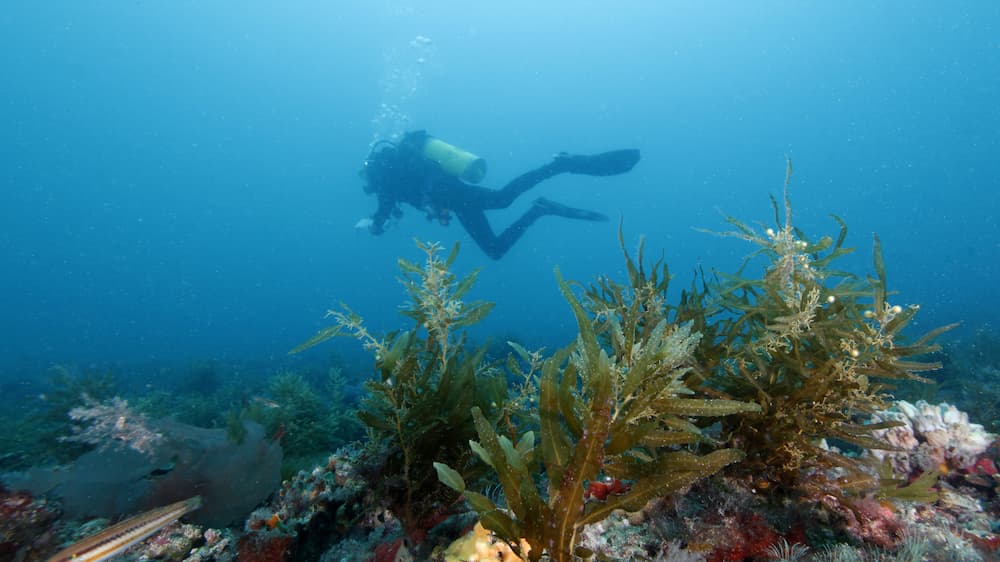 A scuba diver swims over a tuft of green algae