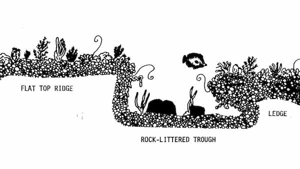 A black and white illustration of a cross section of a rocky seafloor.