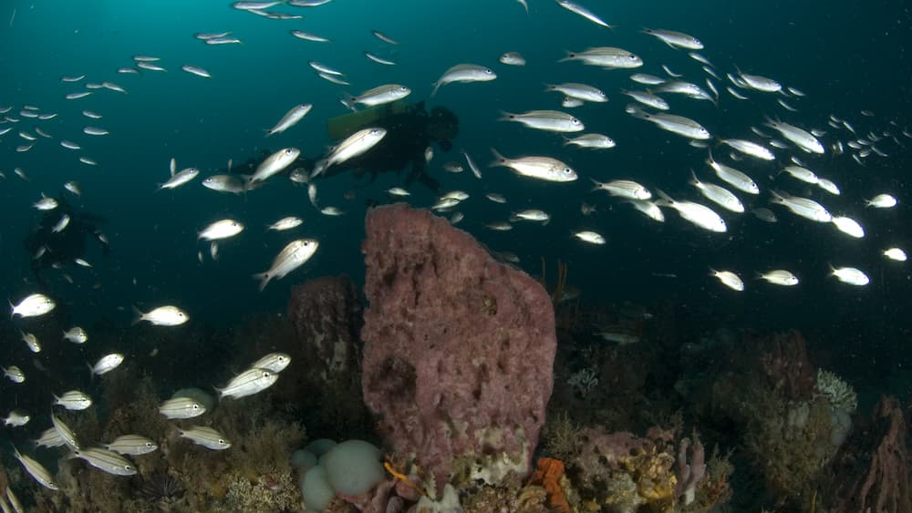 A school of fish swim over a barrel sponge with a scuba diver watching in the distance