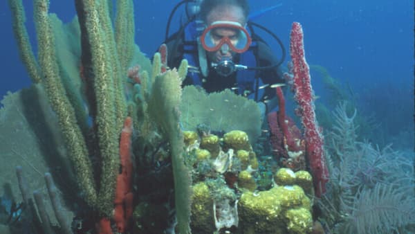 A scuba diver shows their head behind soft and boulder corals and sponges.